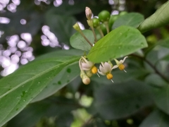 Solanum diphyllum