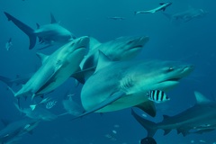 Carcharhinus leucas