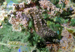 Hippocampus whitei