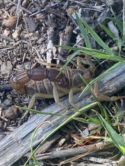 Parabuthus granulatus