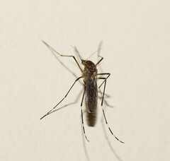 Aedes notoscriptus