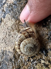 Marmorana serpentina