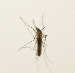 Aedes notoscriptus