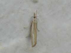 Agriphila trabeatellus