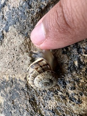 Marmorana serpentina