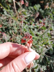 Indigofera tomentosa