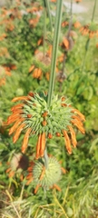 Leonotis ocymifolia