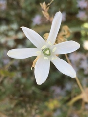 Ornithogalum concinnum