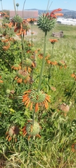 Leonotis ocymifolia