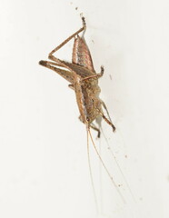 Requena baraya