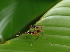 Micropezidae