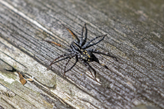 Nyssus coloripes