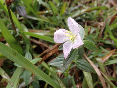 Pterolepis glomerata