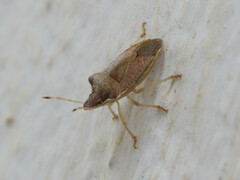 Peribalus strictus strictus