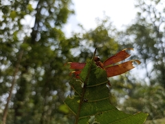 Neurothemis fulvia