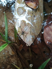 Dolomedes mizhoanus