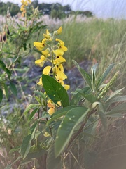 Crotalaria trichotoma