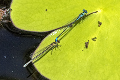 Austroagrion watsoni