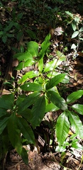 Mackinlaya macrosciadea
