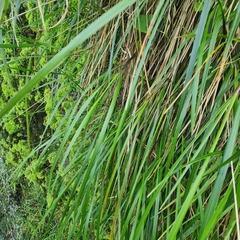 Poa anceps