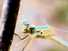 Lestes elatus