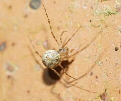 Cryptachaea gigantipes