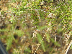 Ulex micranthus