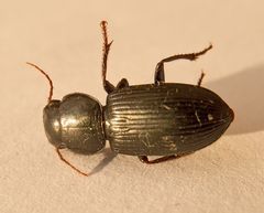 Acinopus megacephalus
