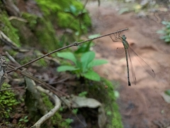 Lestes elatus