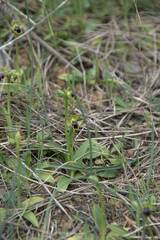 Ophrys