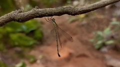 Lestes elatus