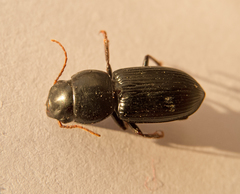 Acinopus megacephalus
