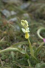 Orchis pauciflora