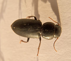 Acinopus megacephalus