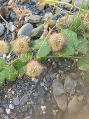 Passiflora vesicaria