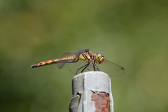 Sympetrum frequens