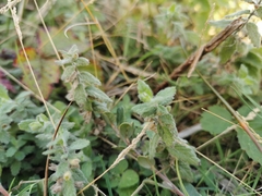 Teucrium scordium