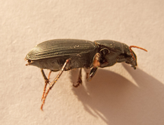 Acinopus megacephalus