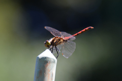 Sympetrum frequens