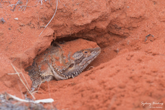 Pogona vitticeps