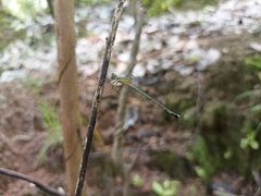 Lestes elatus