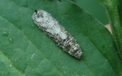 Meligramma triangulifera