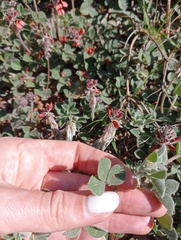 Indigofera tomentosa