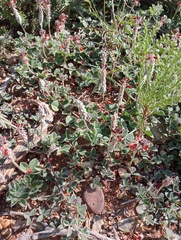 Indigofera tomentosa