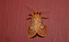 Ammatho cuneonotatus