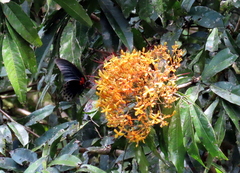 Papilio memnon