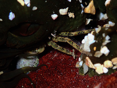 Leptograpsus variegatus