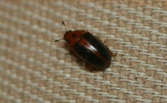Amblyopus cinctipennis