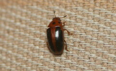 Amblyopus cinctipennis