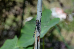 Anotogaster sieboldii